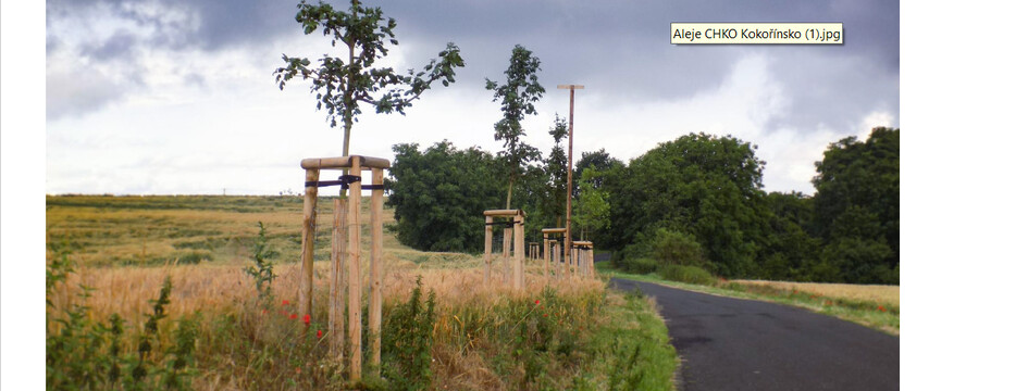 Aleje CHKO Kokořínsko Aleje CHKO Kokořínsko
